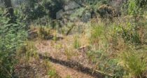 Agricultural Land with Storage Building for Sale, 6 km from Cefalù