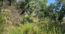 Agricultural Land with Storage Building for Sale, 6 km from Cefalù