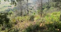 Agricultural Land with Storage Building for Sale, 6 km from Cefalù