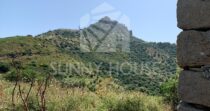 Land with Ruins and Olive Grove – Ideal for Agritourism Land with Ruins and Olive Grove – Ideal for Agritourism