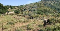 Land with Ruins and Olive Grove – Ideal for Agritourism Land with Ruins and Olive Grove – Ideal for Agritourism