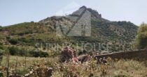 Land with Ruins and Olive Grove – Ideal for Agritourism Land with Ruins and Olive Grove – Ideal for Agritourism