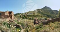 Land with Ruins and Olive Grove – Ideal for Agritourism Land with Ruins and Olive Grove – Ideal for Agritourism