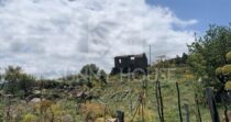 Land with Ruins and Olive Grove – Ideal for Agritourism Land with Ruins and Olive Grove – Ideal for Agritourism