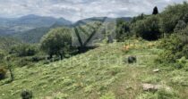 Land with Ruins and Olive Grove – Ideal for Agritourism Land with Ruins and Olive Grove – Ideal for Agritourism