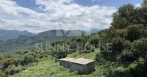 Land with Ruins and Olive Grove – Ideal for Agritourism Land with Ruins and Olive Grove – Ideal for Agritourism