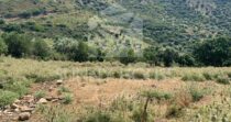 Land with Ruins and Olive Grove – Ideal for Agritourism Land with Ruins and Olive Grove – Ideal for Agritourism