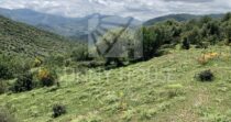 Land with Ruins and Olive Grove – Ideal for Agritourism Land with Ruins and Olive Grove – Ideal for Agritourism