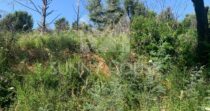 Agricultural Land with Storage Building for Sale, 6 km from Cefalù