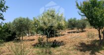 Sustainable Villa with Land and Olive Trees Just Steps from Cefalù Sustainable Villa with Land and Olive Trees Just Steps from Cefalù