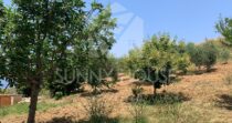 Sustainable Villa with Land and Olive Trees Just Steps from Cefalù Sustainable Villa with Land and Olive Trees Just Steps from Cefalù