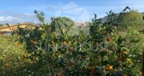 Large Semi-Detached Villa with Garden and Orange Trees in Lascari